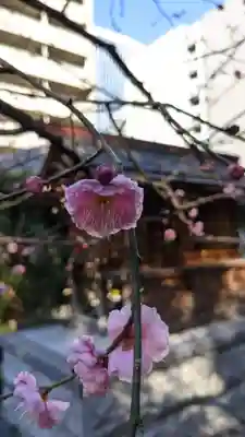 泥江縣神社の自然