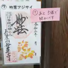 妙蓮寺の御朱印