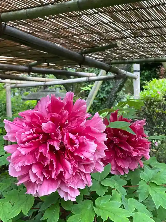 東長谷寺 薬王院(東京都)