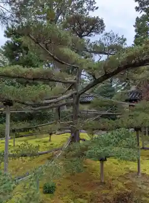 大仙院(京都府)