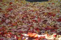 阿邪訶根神社の自然