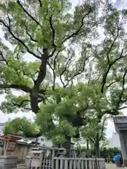 杭全神社(大阪府)