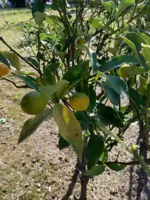 勝川廃寺「醍醐寺跡」の自然
