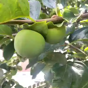 七重浜海津見神社(北海道)(2024年08月28日(水) 11時01分30秒投稿)