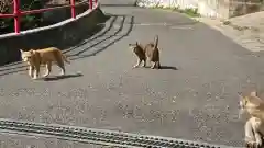 大山祇神社の動物