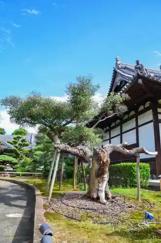 海宝寺の庭園