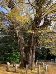 赤坂氷川神社の自然