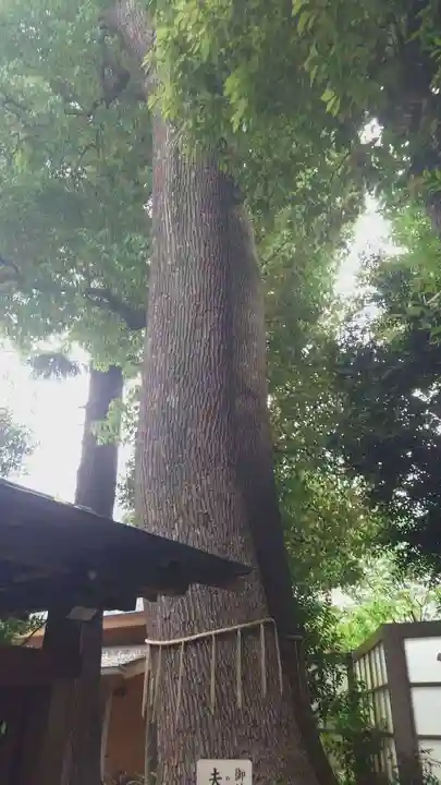 鳩ヶ谷氷川神社(埼玉県)