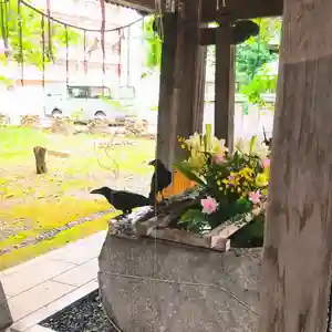彌彦神社 (伊夜日子神社)の動物(2023年07月12日(水) 13時46分37秒投稿)