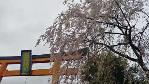 平野神社の自然