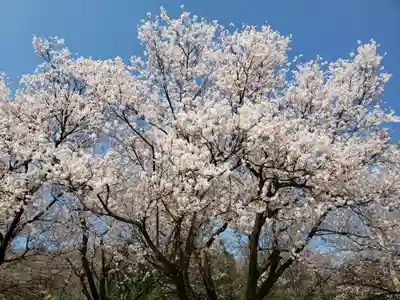 桜ヶ池神社の景色