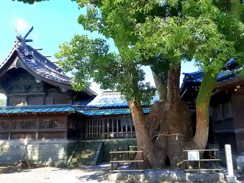 焼津神社の本殿・本堂