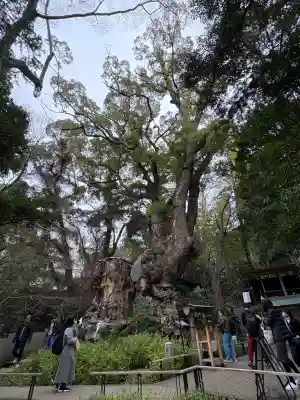 來宮神社の{uncategorized: "未分類", other: "その他", undefined: "問題あり", building: "その他建物", grave: "お墓", sacred_gate: "鳥居", guardian: "狛犬", statue: "像", buddha: "仏像", history: "歴史", nature: "自然", garden: "庭園", animal: "動物", pagoda: "塔", temizu: "手水舎", mountain_gate: "山門・神門", sanctuary: "本殿・本堂", subordinate: "末社・摂社", art: "芸術", scenery: "景色", jizo: "地蔵", ema: "絵馬", goshuin: "御朱印", omikuji: "おみくじ", items: "授与品その他", amulet: "お守り", goshuincho: "御朱印帳", eats: "食事", festival: "お祭り", votive_dance: "神楽", shichigosan: "七五三参", wedding: "結婚式", experience: "体験その他", initially: "初詣", around: "周辺", anti_infection: "感染症対策"}