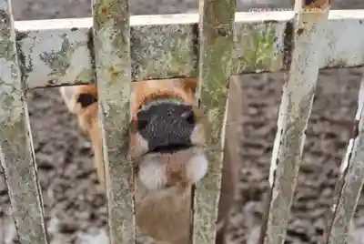 相州春日神社(神奈川県)