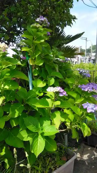 鼻黒稲荷大明神(神奈川県)