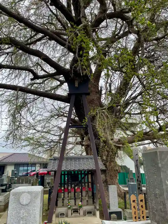 真福寺の{uncategorized: "未分類", other: "その他", undefined: "問題あり", building: "その他建物", grave: "お墓", sacred_gate: "鳥居", guardian: "狛犬", statue: "像", buddha: "仏像", history: "歴史", nature: "自然", garden: "庭園", animal: "動物", pagoda: "塔", temizu: "手水舎", mountain_gate: "山門・神門", sanctuary: "本殿・本堂", subordinate: "末社・摂社", art: "芸術", scenery: "景色", jizo: "地蔵", ema: "絵馬", goshuin: "御朱印", omikuji: "おみくじ", items: "授与品その他", amulet: "お守り", goshuincho: "御朱印帳", eats: "食事", festival: "お祭り", votive_dance: "神楽", shichigosan: "七五三参", wedding: "結婚式", experience: "体験その他", initially: "初詣", around: "周辺", anti_infection: "感染症対策"}