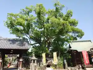 牛嶋天満宮の自然(2020年06月19日(金) 09時58分21秒投稿)