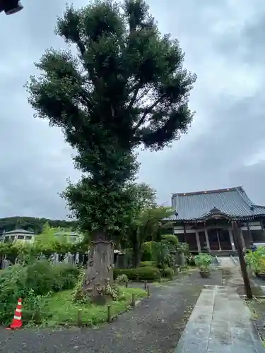 華藏院の庭園