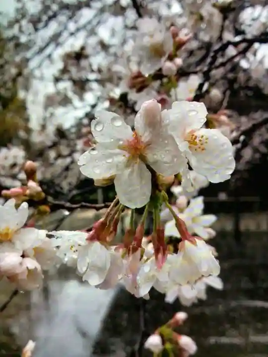 熊野神社(東京都)
