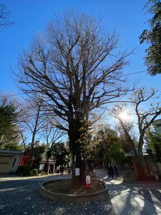 鳩森八幡神社の自然