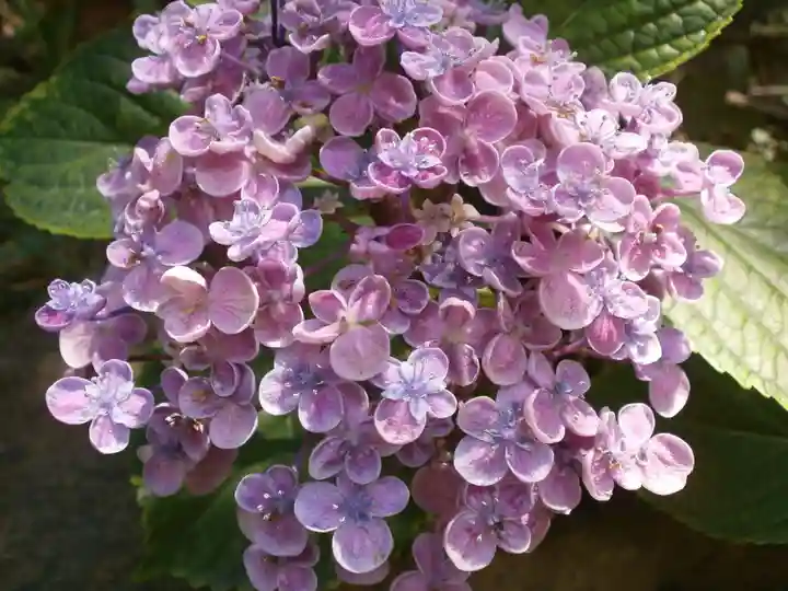 水鏡天満宮の自然