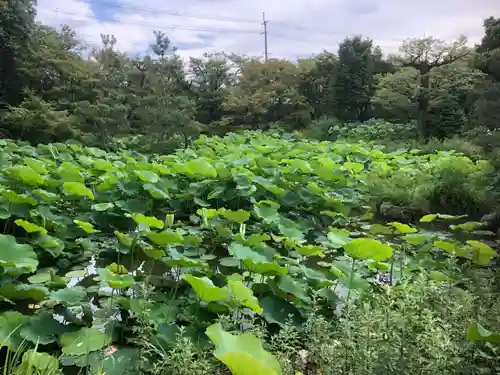 法金剛院の自然