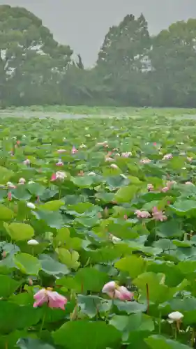 大覚寺の庭園