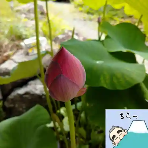 日蓮宗 総本山 塔頭 定林坊(じょうりんぼう)(山梨県)