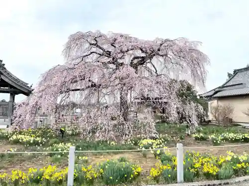 安国寺の自然