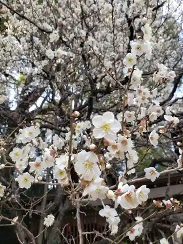 乃木神社の自然