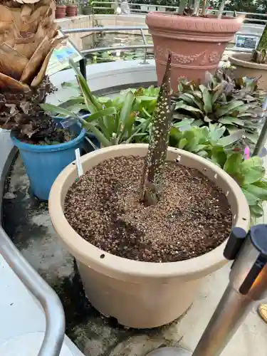 深大寺の{uncategorized: "未分類", other: "その他", undefined: "問題あり", building: "その他建物", grave: "お墓", sacred_gate: "鳥居", guardian: "狛犬", statue: "像", buddha: "仏像", history: "歴史", nature: "自然", garden: "庭園", animal: "動物", pagoda: "塔", temizu: "手水舎", mountain_gate: "山門・神門", sanctuary: "本殿・本堂", subordinate: "末社・摂社", art: "芸術", scenery: "景色", jizo: "地蔵", ema: "絵馬", goshuin: "御朱印", omikuji: "おみくじ", items: "授与品その他", amulet: "お守り", goshuincho: "御朱印帳", eats: "食事", festival: "お祭り", votive_dance: "神楽", shichigosan: "七五三参", wedding: "結婚式", experience: "体験その他", initially: "初詣", around: "周辺", anti_infection: "感染症対策"}