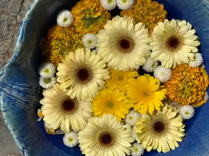 川越八幡宮の{uncategorized: "未分類", other: "その他", undefined: "問題あり", building: "その他建物", grave: "お墓", sacred_gate: "鳥居", guardian: "狛犬", statue: "像", buddha: "仏像", history: "歴史", nature: "自然", garden: "庭園", animal: "動物", pagoda: "塔", temizu: "手水舎", mountain_gate: "山門・神門", sanctuary: "本殿・本堂", subordinate: "末社・摂社", art: "芸術", scenery: "景色", jizo: "地蔵", ema: "絵馬", goshuin: "御朱印", omikuji: "おみくじ", items: "授与品その他", amulet: "お守り", goshuincho: "御朱印帳", eats: "食事", festival: "お祭り", votive_dance: "神楽", shichigosan: "七五三参", wedding: "結婚式", experience: "体験その他", initially: "初詣", around: "周辺", anti_infection: "感染症対策"}