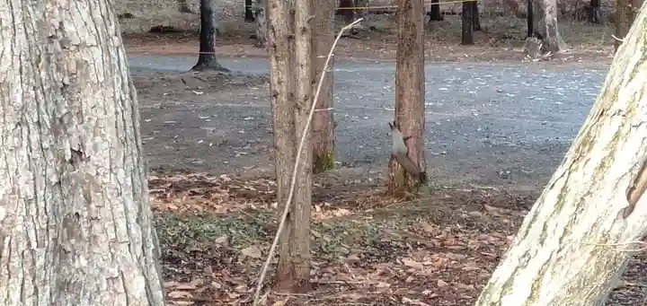 千歳神社の動物
