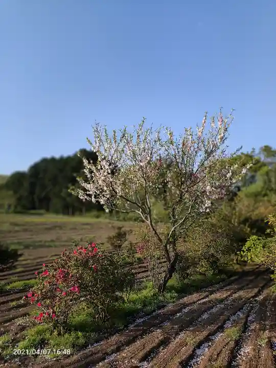 比々多神社の自然