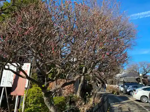 白山神社の庭園