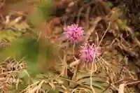 三峯神社の自然