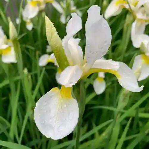 滑川神社 - 仕事と子どもの守り神の自然