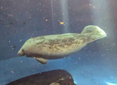 大山祇神社(三重県)