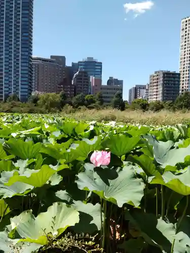 寛永寺不忍池弁天堂の庭園