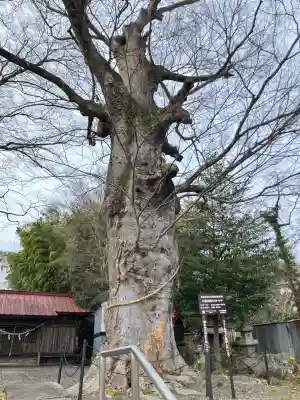 田町八雲神社の{uncategorized: "未分類", other: "その他", undefined: "問題あり", building: "その他建物", grave: "お墓", sacred_gate: "鳥居", guardian: "狛犬", statue: "像", buddha: "仏像", history: "歴史", nature: "自然", garden: "庭園", animal: "動物", pagoda: "塔", temizu: "手水舎", mountain_gate: "山門・神門", sanctuary: "本殿・本堂", subordinate: "末社・摂社", art: "芸術", scenery: "景色", jizo: "地蔵", ema: "絵馬", goshuin: "御朱印", omikuji: "おみくじ", items: "授与品その他", amulet: "お守り", goshuincho: "御朱印帳", eats: "食事", festival: "お祭り", votive_dance: "神楽", shichigosan: "七五三参", wedding: "結婚式", experience: "体験その他", initially: "初詣", around: "周辺", anti_infection: "感染症対策"}