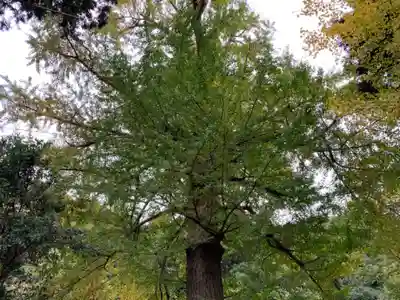 大六神社の自然