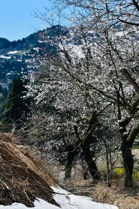 高龍神社(新潟県)