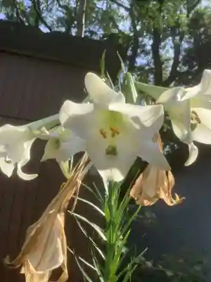 富部神社の自然