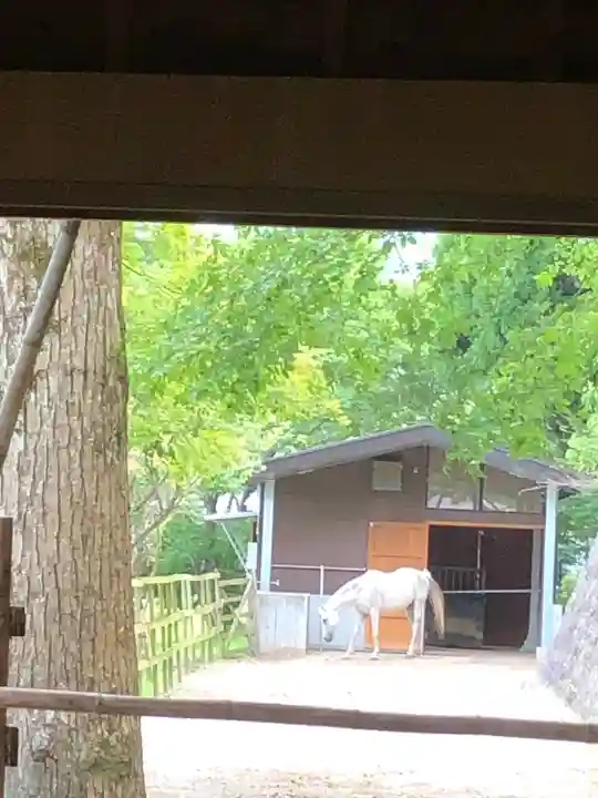 鹿児島神宮(鹿児島県)