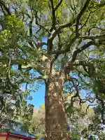 春日神社の{uncategorized: "未分類", other: "その他", undefined: "問題あり", building: "その他建物", grave: "お墓", sacred_gate: "鳥居", guardian: "狛犬", statue: "像", buddha: "仏像", history: "歴史", nature: "自然", garden: "庭園", animal: "動物", pagoda: "塔", temizu: "手水舎", mountain_gate: "山門・神門", sanctuary: "本殿・本堂", subordinate: "末社・摂社", art: "芸術", scenery: "景色", jizo: "地蔵", ema: "絵馬", goshuin: "御朱印", omikuji: "おみくじ", items: "授与品その他", amulet: "お守り", goshuincho: "御朱印帳", eats: "食事", festival: "お祭り", votive_dance: "神楽", shichigosan: "七五三参", wedding: "結婚式", experience: "体験その他", initially: "初詣", around: "周辺", anti_infection: "感染症対策"}