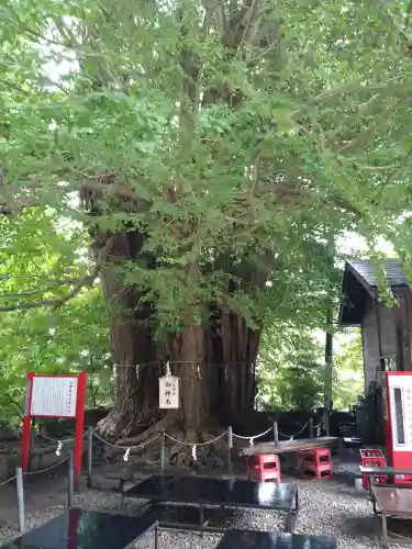 山寺日枝神社の自然