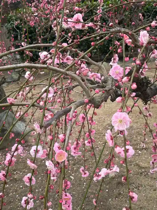 結城神社の自然