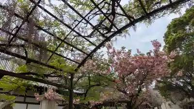 葛井寺(大阪府)