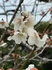 櫻井子安神社の自然