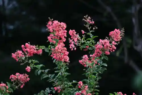 開成山大神宮の庭園